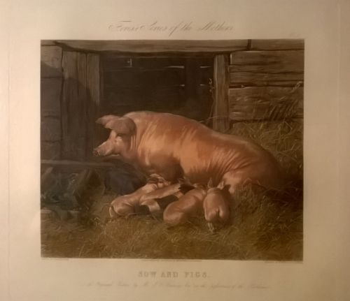 1855 hand colored print 